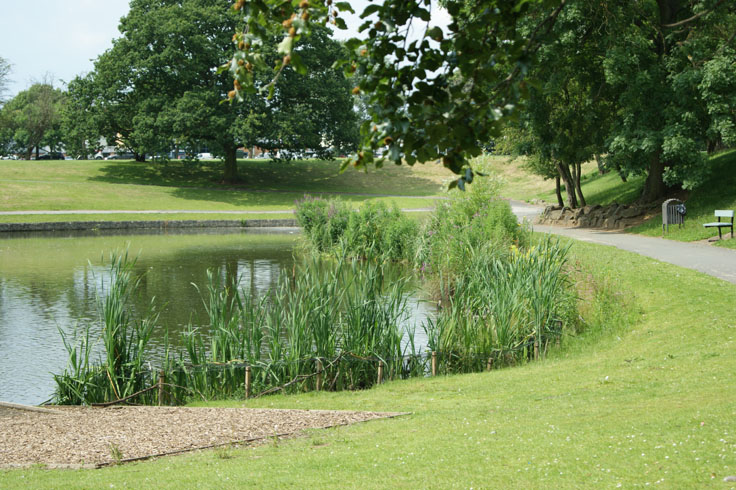 A small pond with reeds, and a bin and bench on the right of the pond.